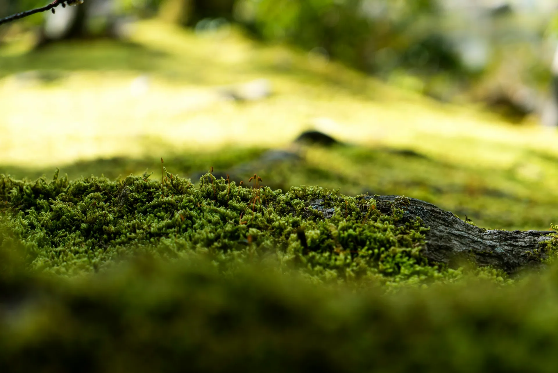 Moss in nature — calm and growth